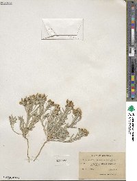 Physaria fendleri image