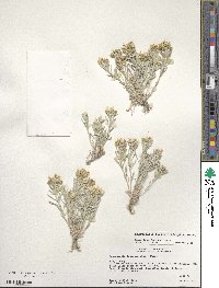 Physaria fendleri image