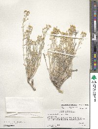 Physaria fendleri image