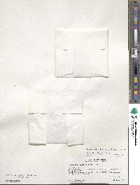 Physaria fendleri image