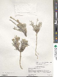Physaria fendleri image