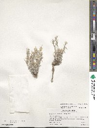 Physaria fendleri image