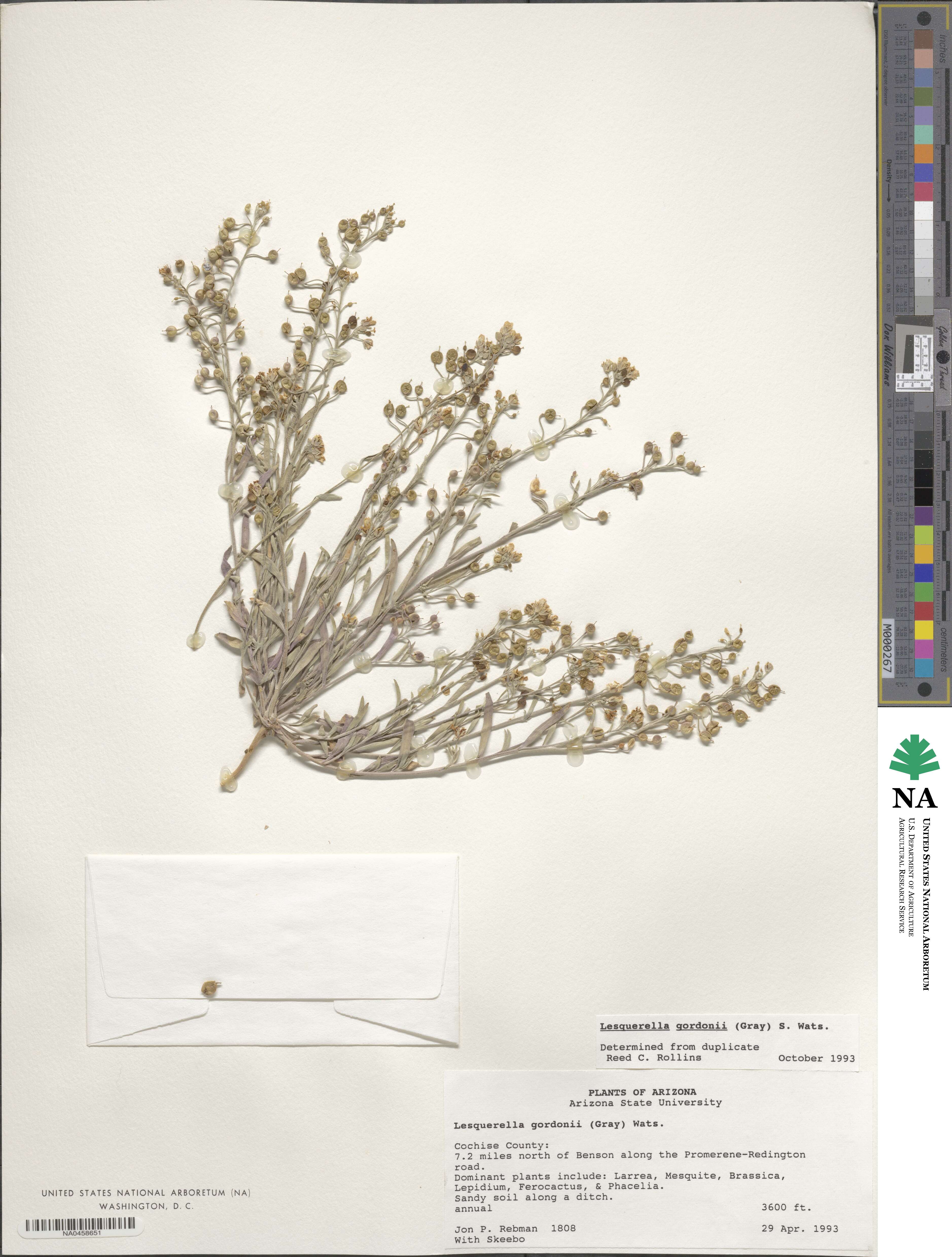 Physaria gordonii image