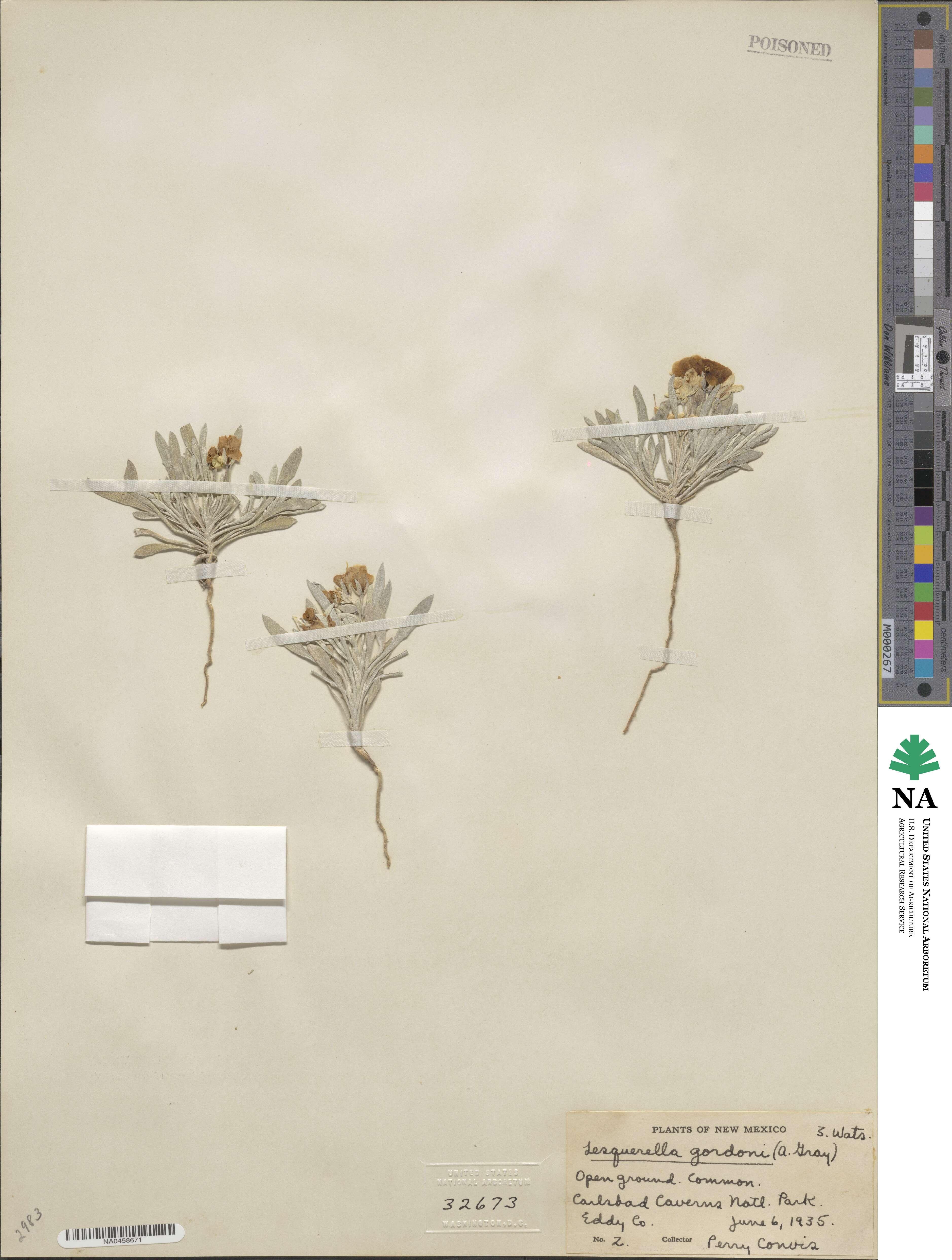 Physaria gordonii image