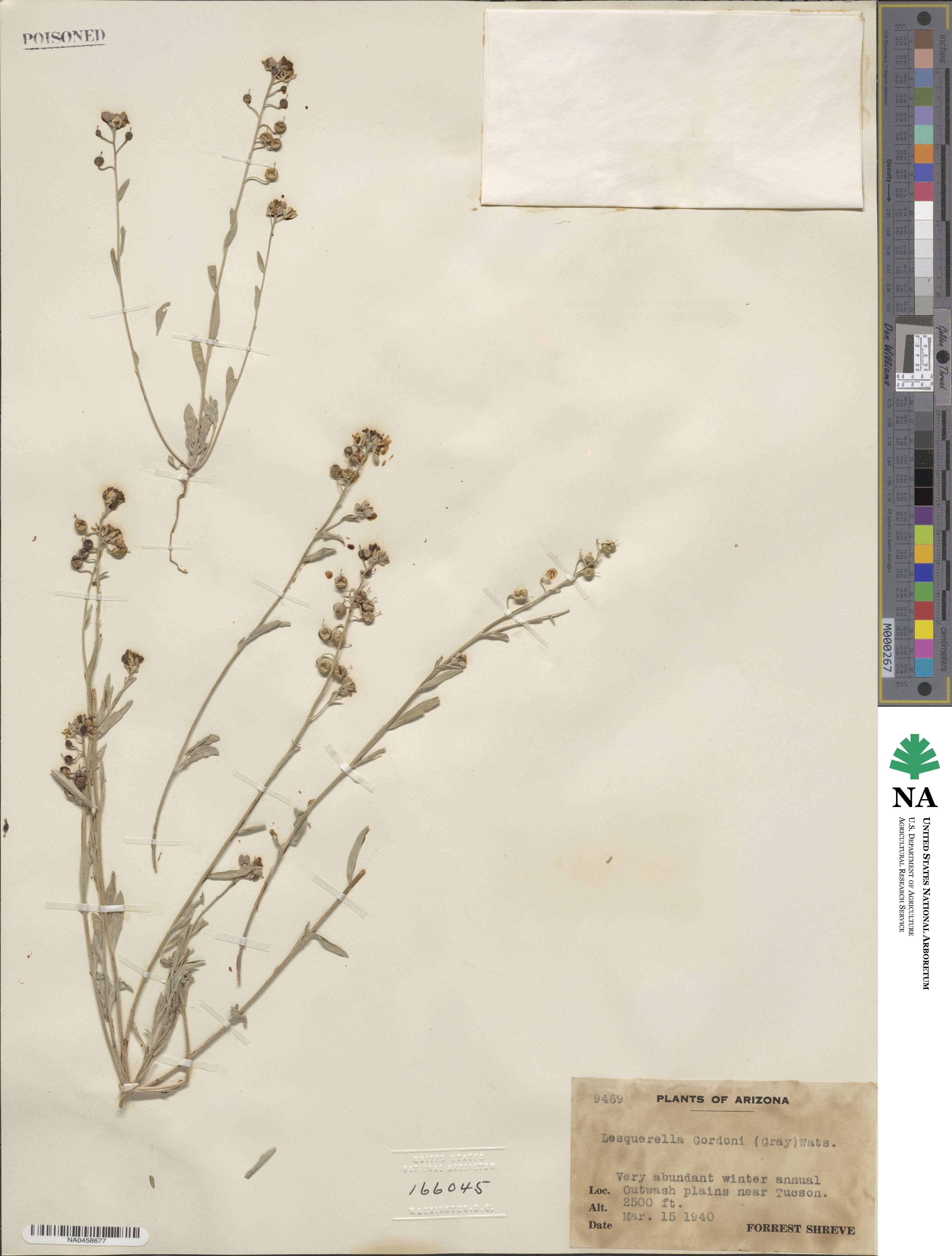 Physaria image