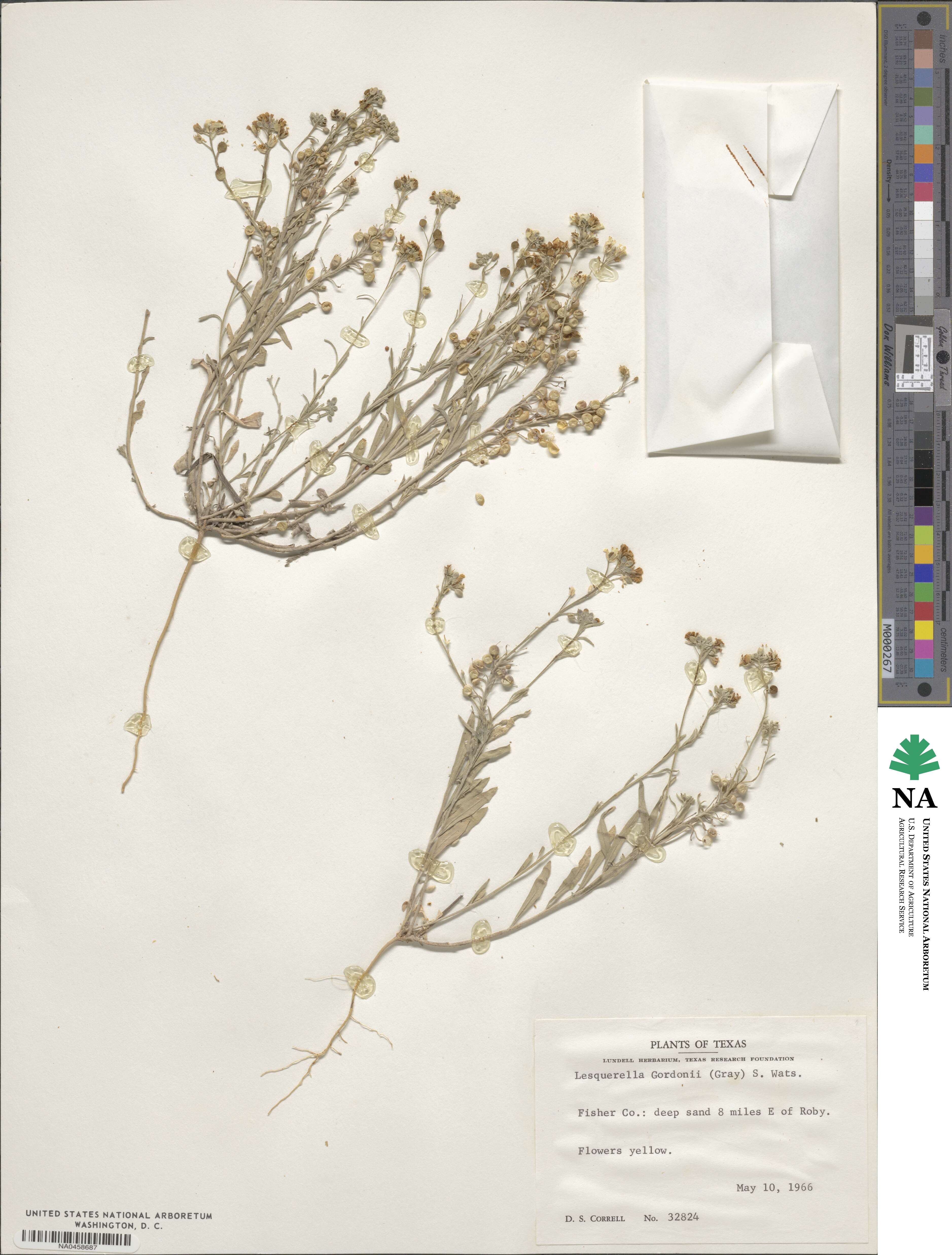 Physaria gordonii image
