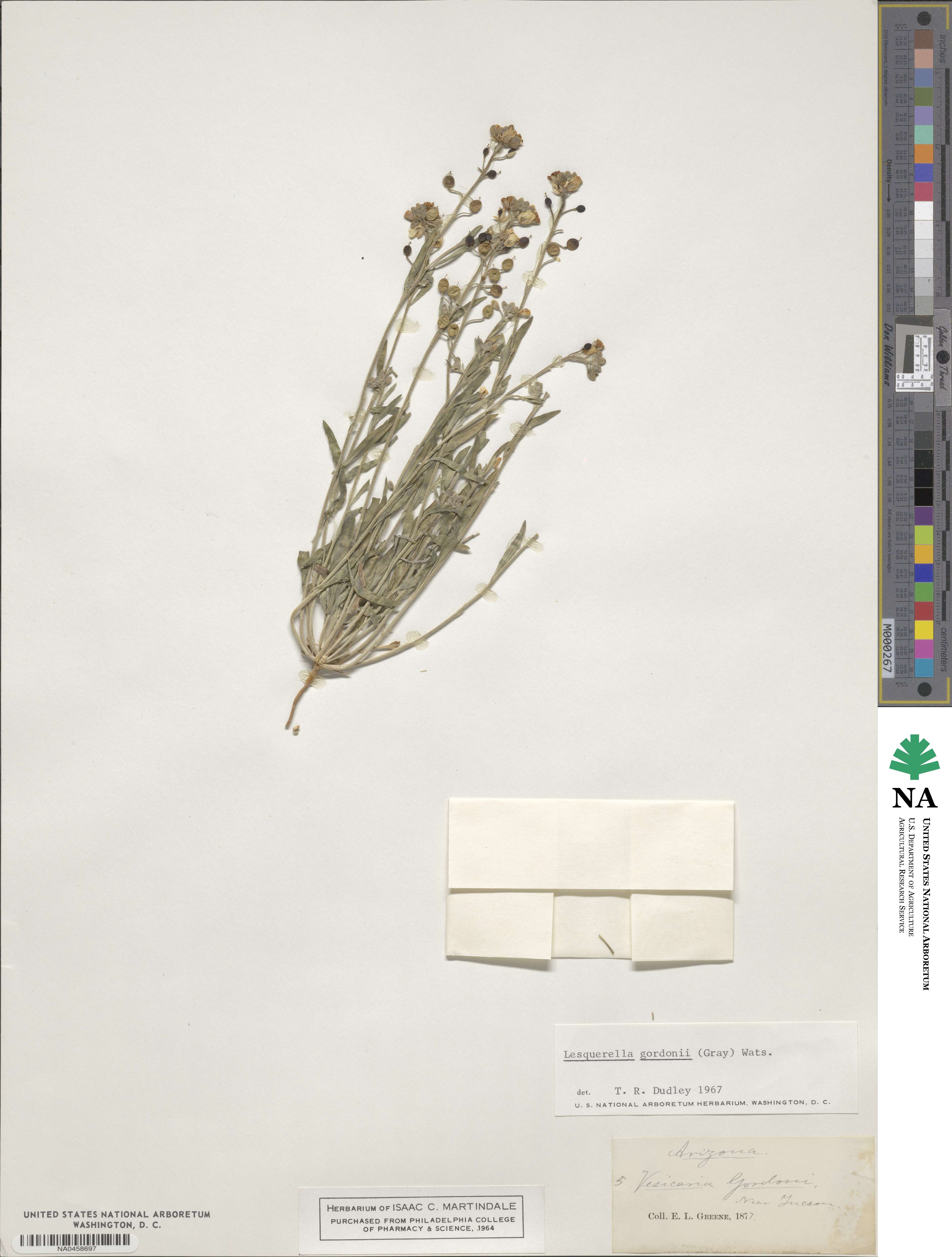 Physaria gordonii image