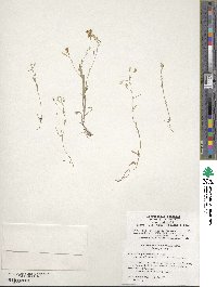 Image of Physaria gracilis
