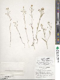 Physaria gracilis image