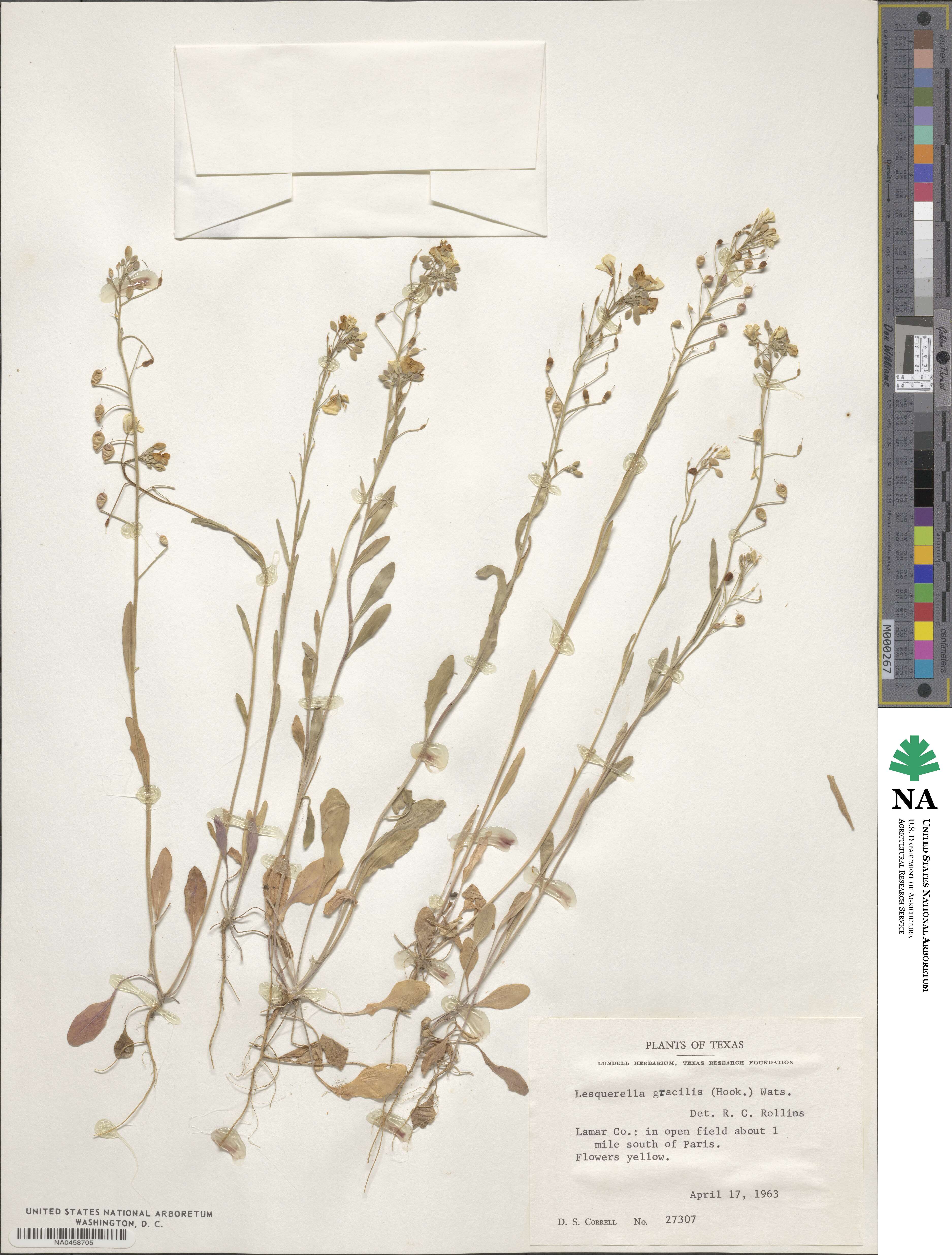 Physaria gracilis image