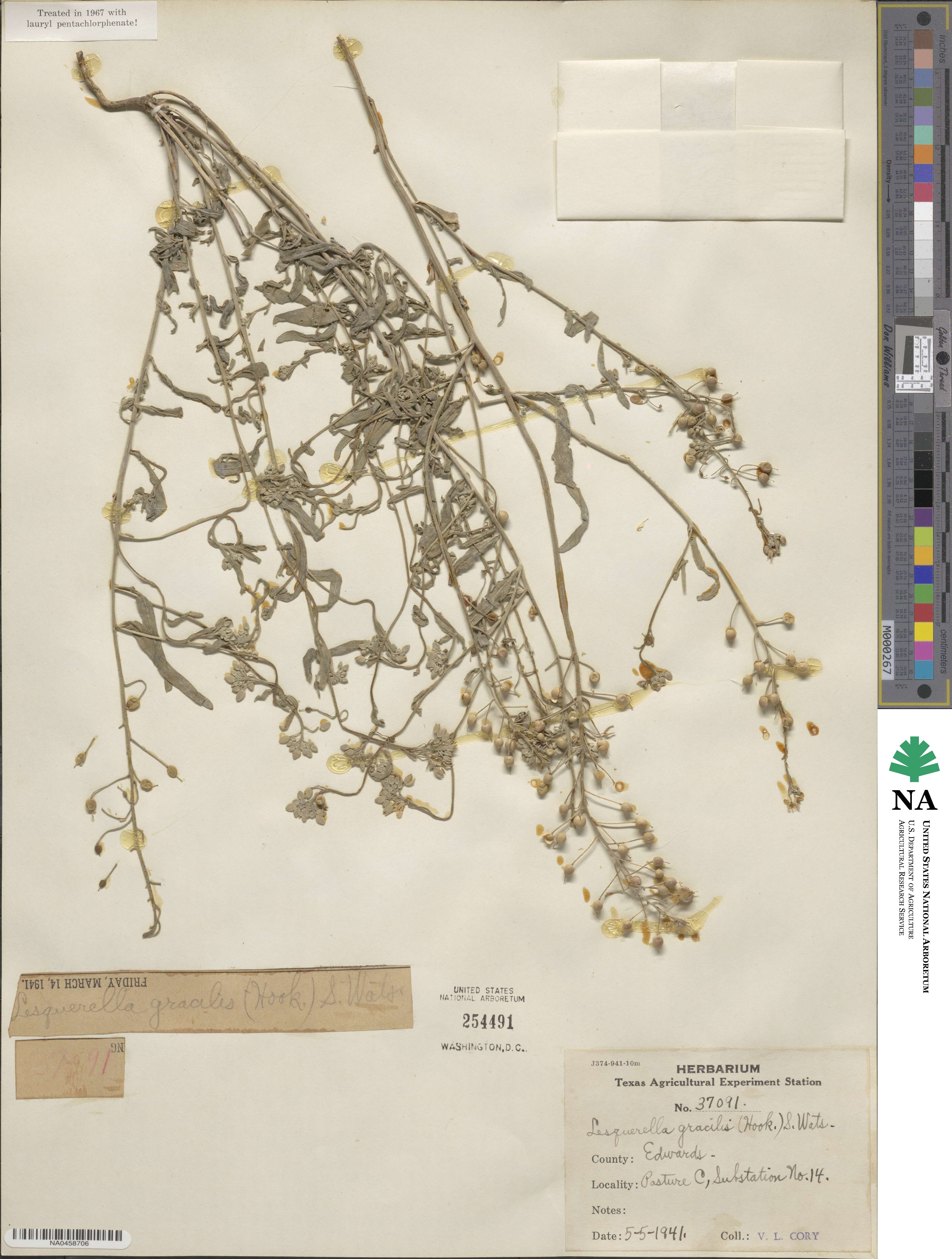 Physaria gracilis image