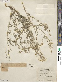 Physaria gracilis image