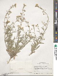 Physaria gracilis image