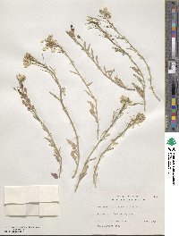 Physaria gracilis image