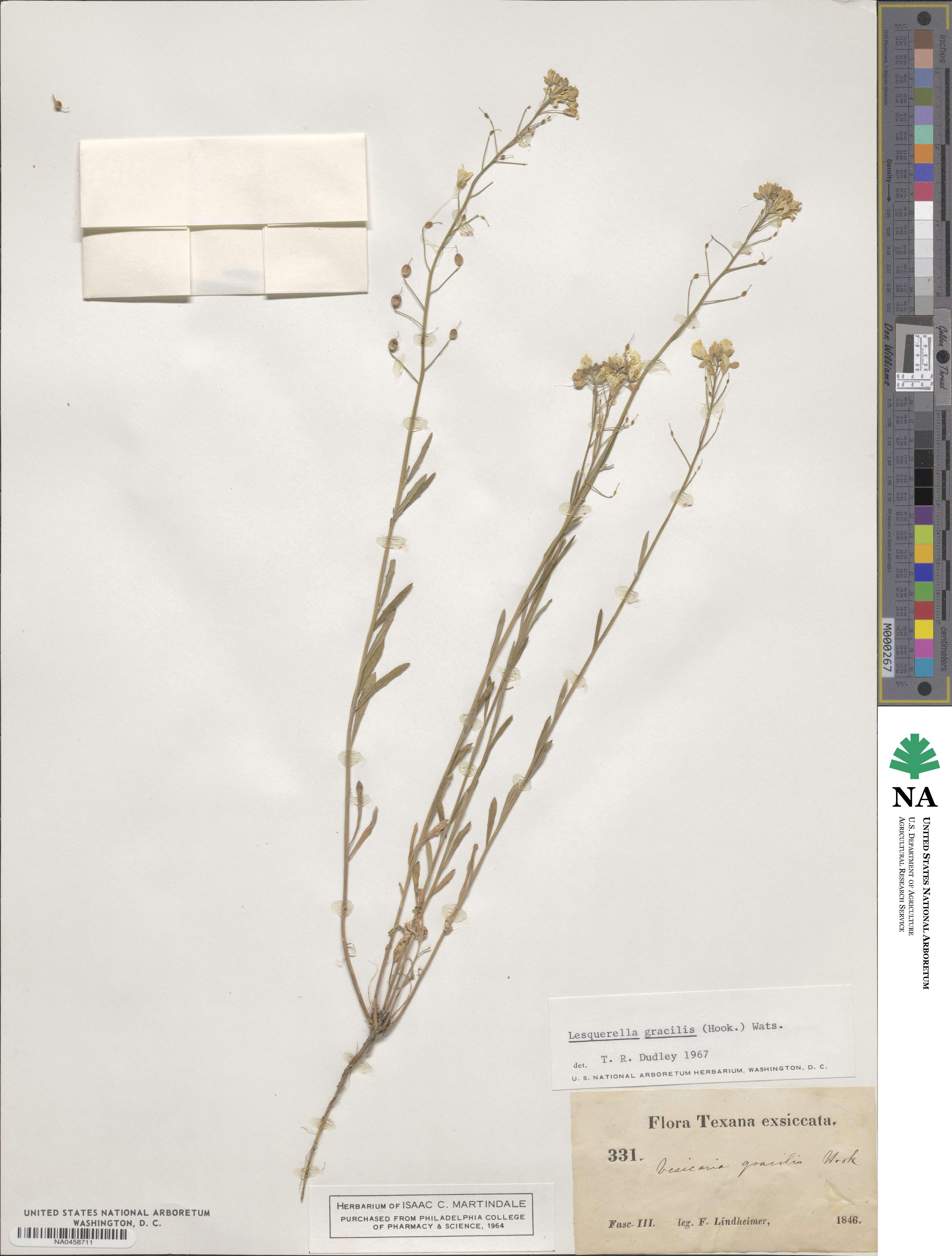 Physaria gracilis image
