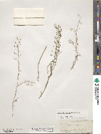 Physaria gracilis image