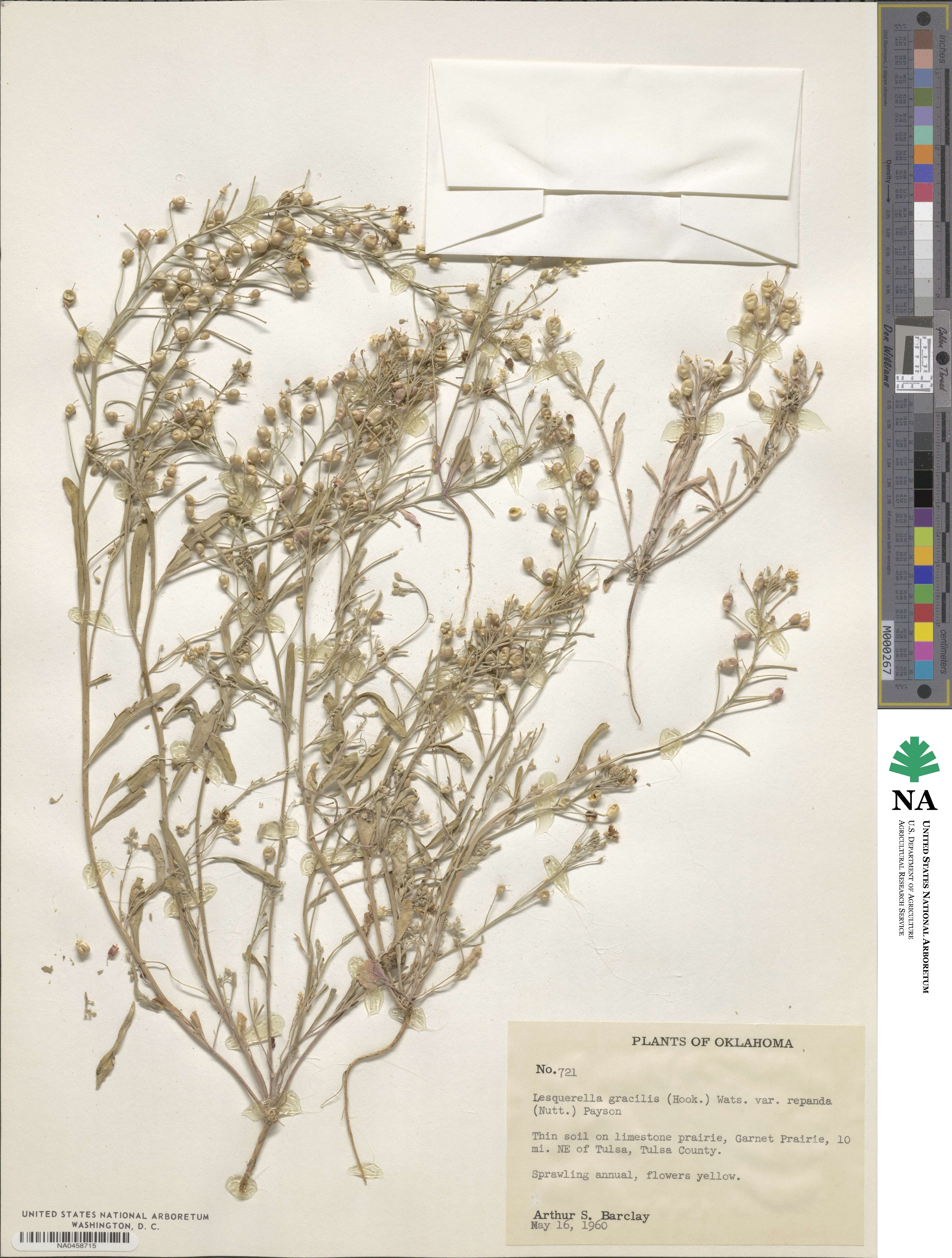 Physaria gracilis subsp. nuttallii image