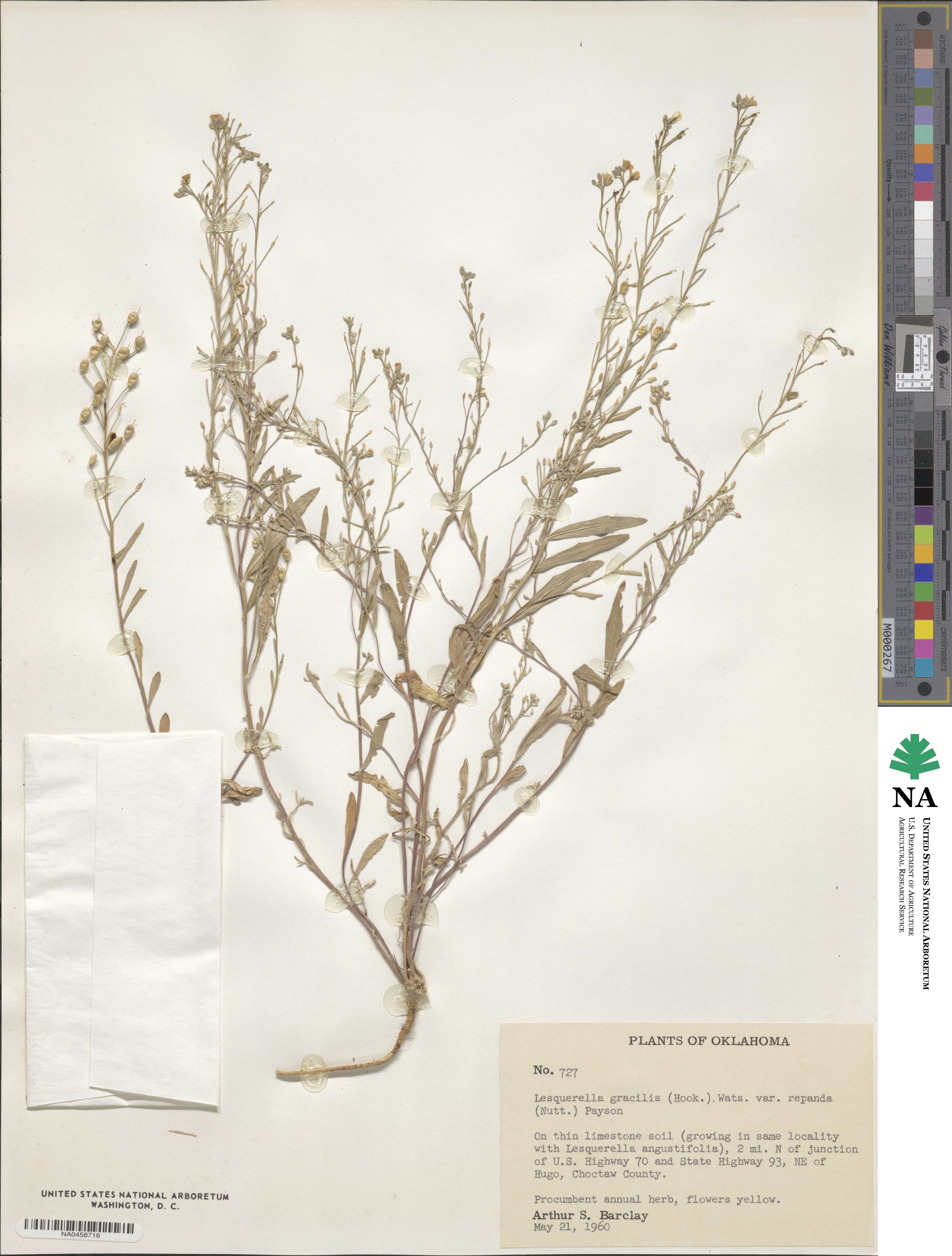 Physaria gracilis subsp. nuttallii image