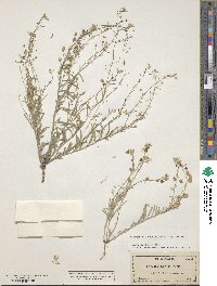 Image of Physaria sessilis