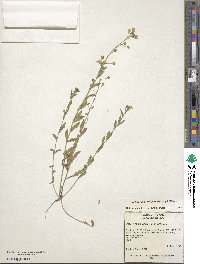 Paysonia grandiflora image