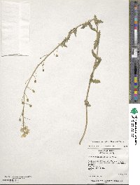 Paysonia grandiflora image