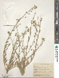 Paysonia grandiflora image