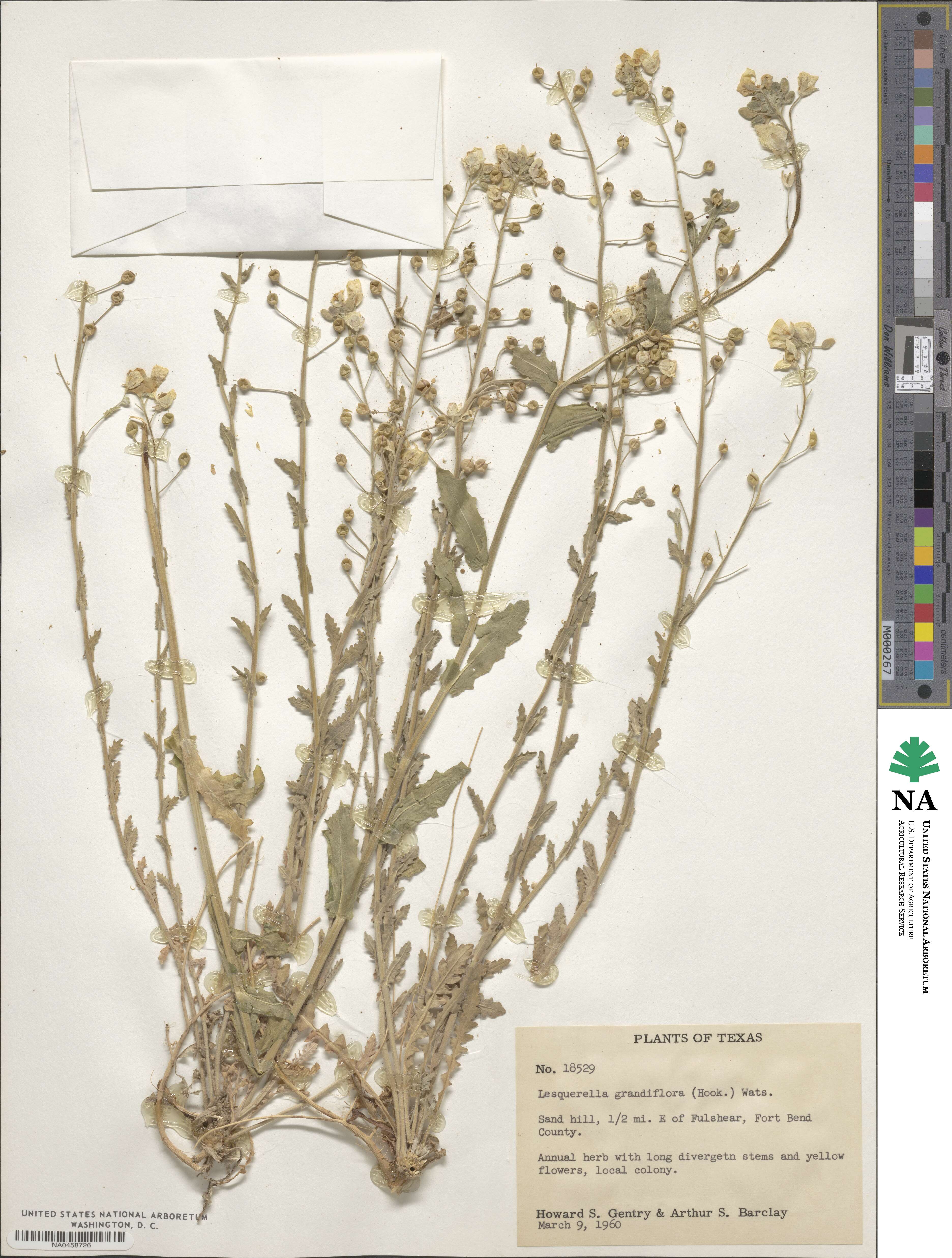 Paysonia grandiflora image