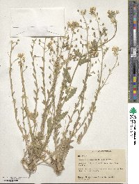 Paysonia grandiflora image