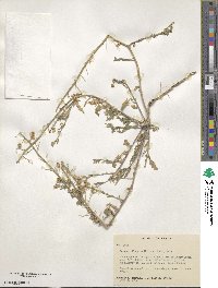 Paysonia grandiflora image
