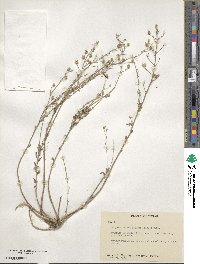 Paysonia grandiflora image