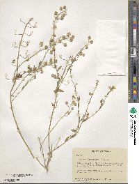 Paysonia grandiflora image