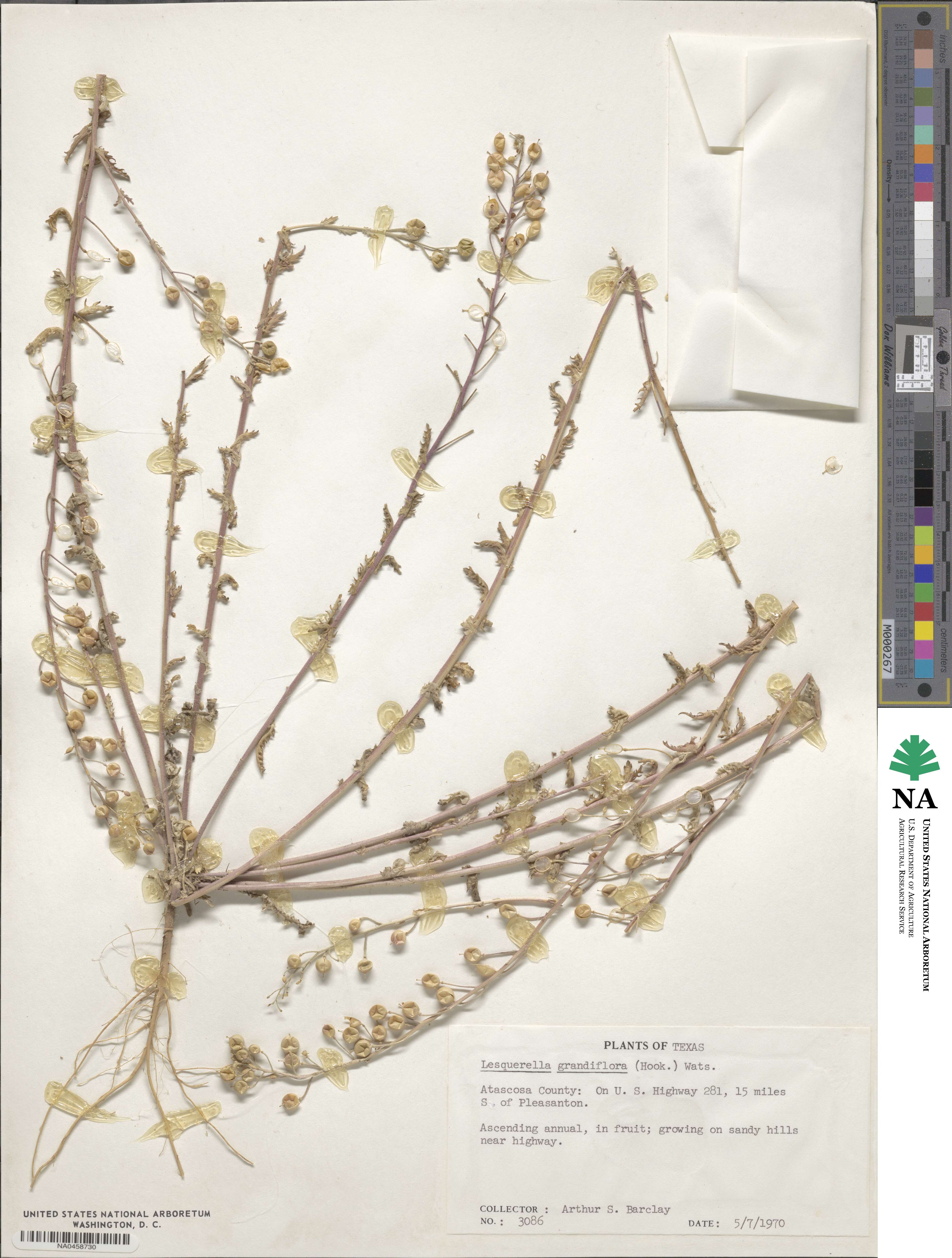 Paysonia grandiflora image