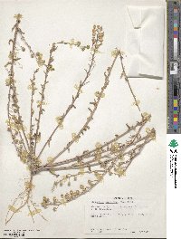 Paysonia grandiflora image