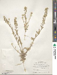Paysonia grandiflora image