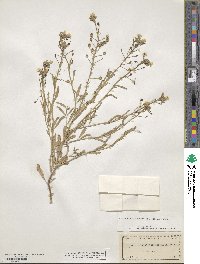 Paysonia grandiflora image