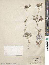 Image of Physaria hitchcockii
