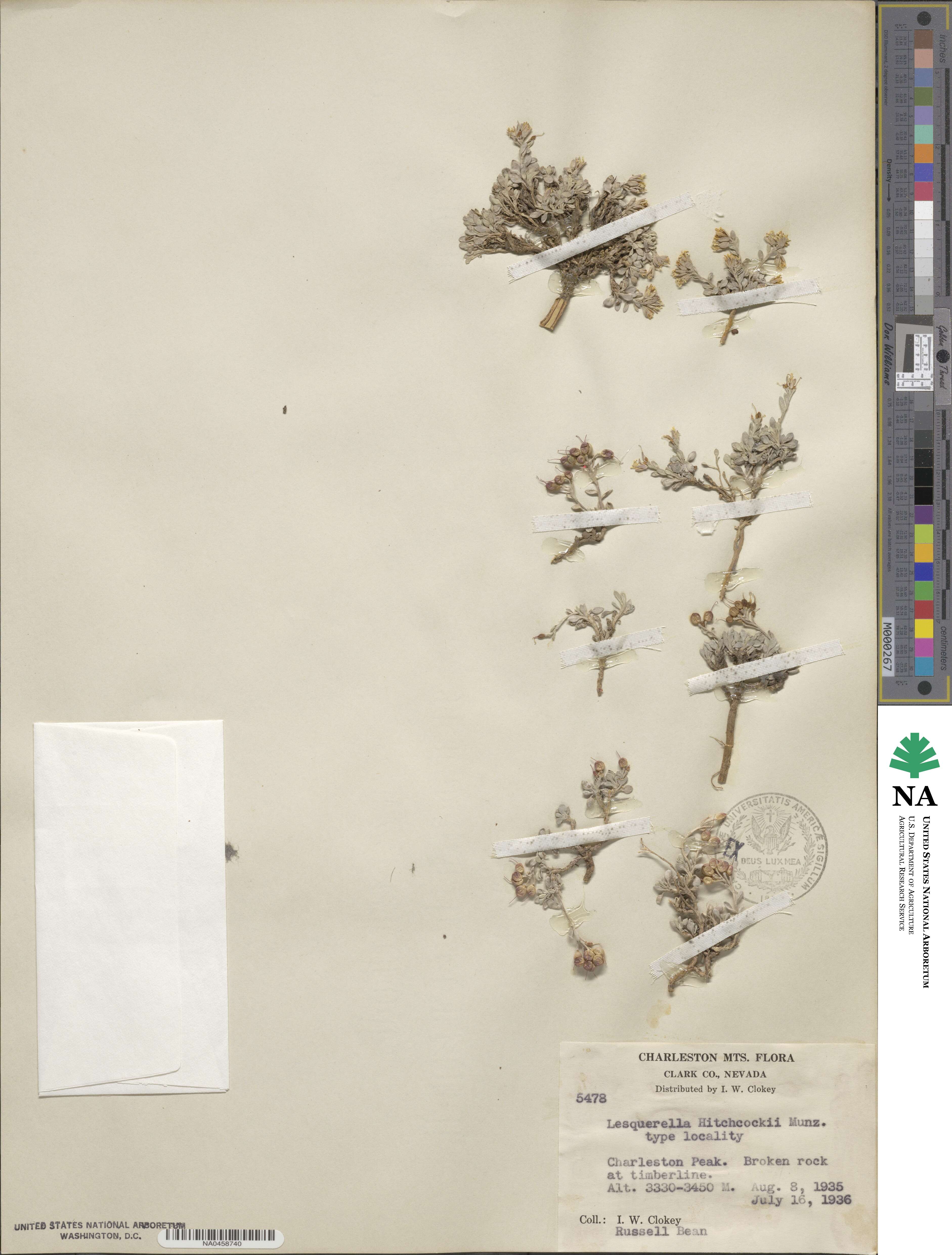 Physaria hitchcockii image
