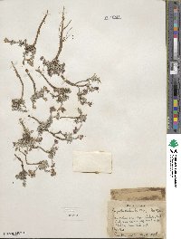 Physaria hitchcockii image