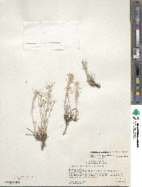 Physaria intermedia image