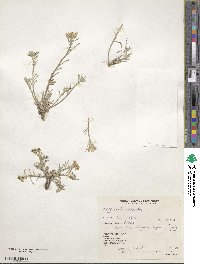 Physaria intermedia image