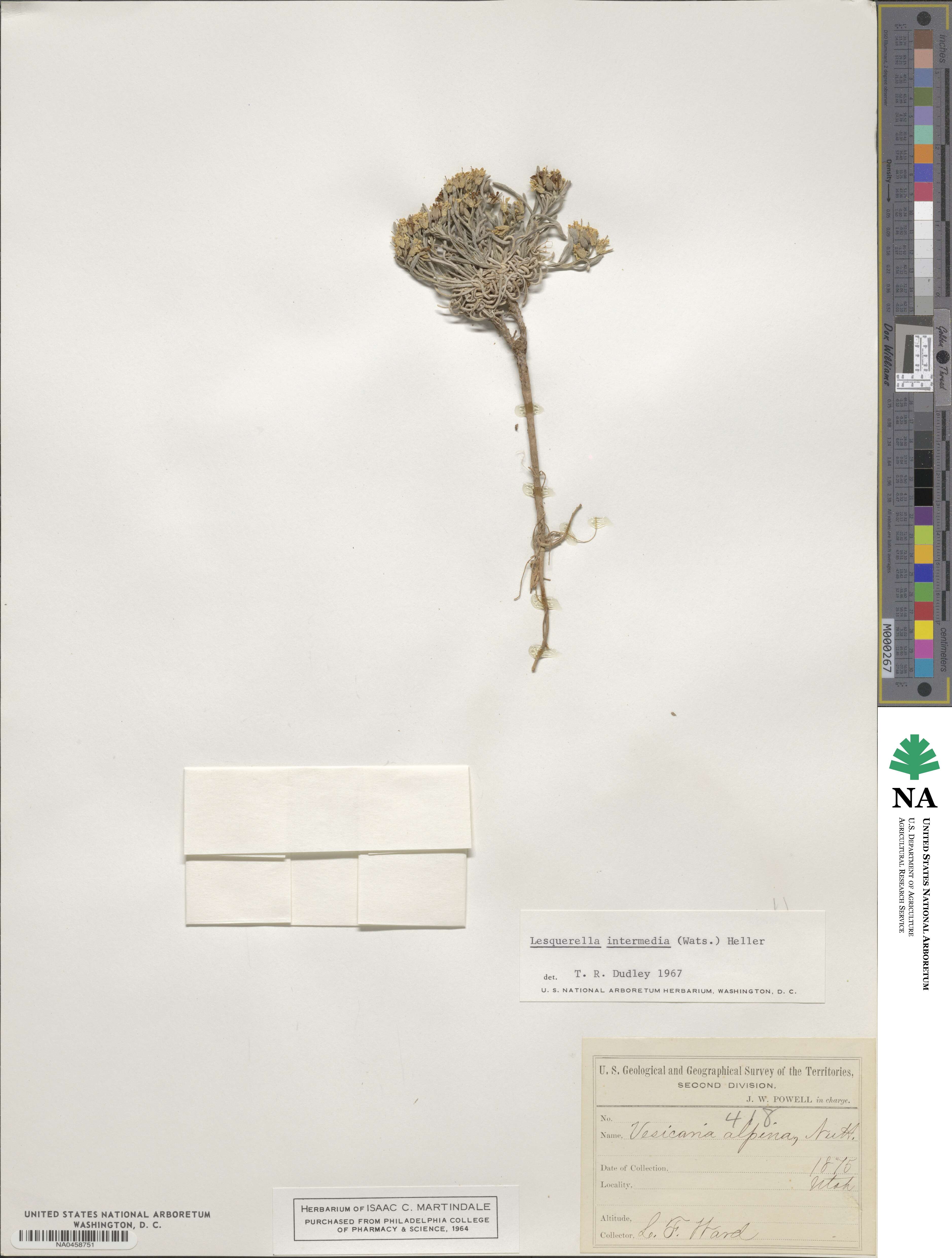 Physaria intermedia image