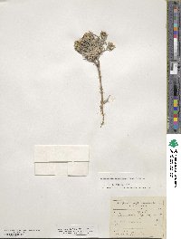 Physaria intermedia image