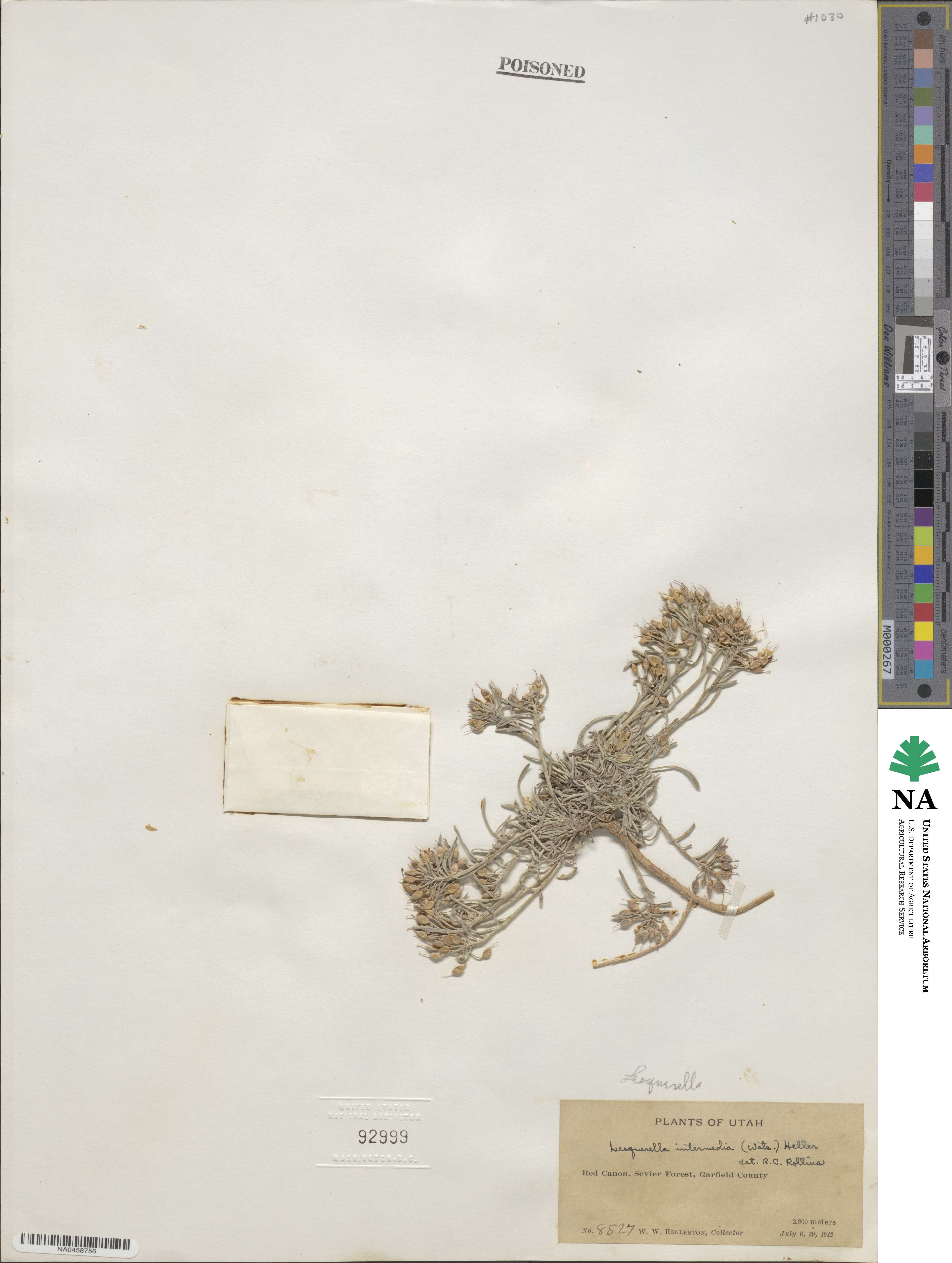 Physaria intermedia image