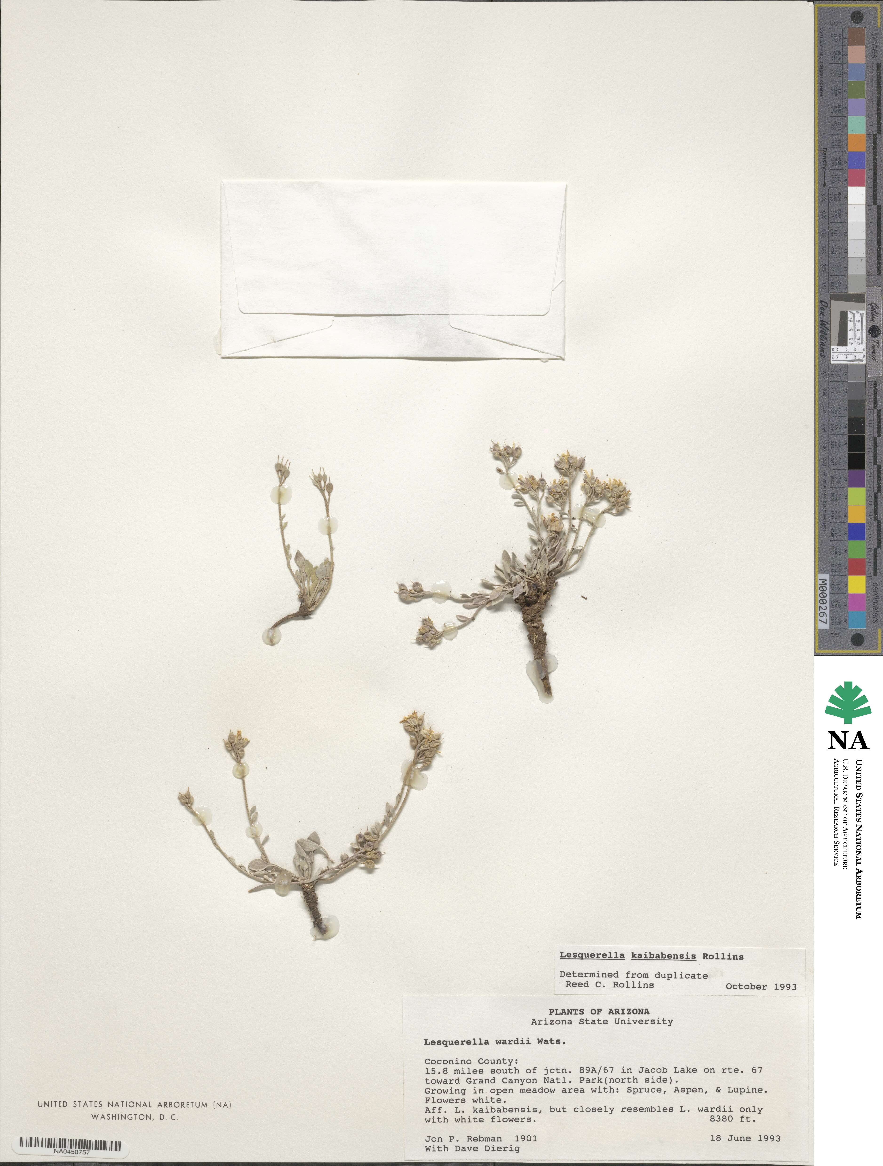 Lesquerella kaibabensis image