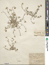 Lesquerella latifolia image