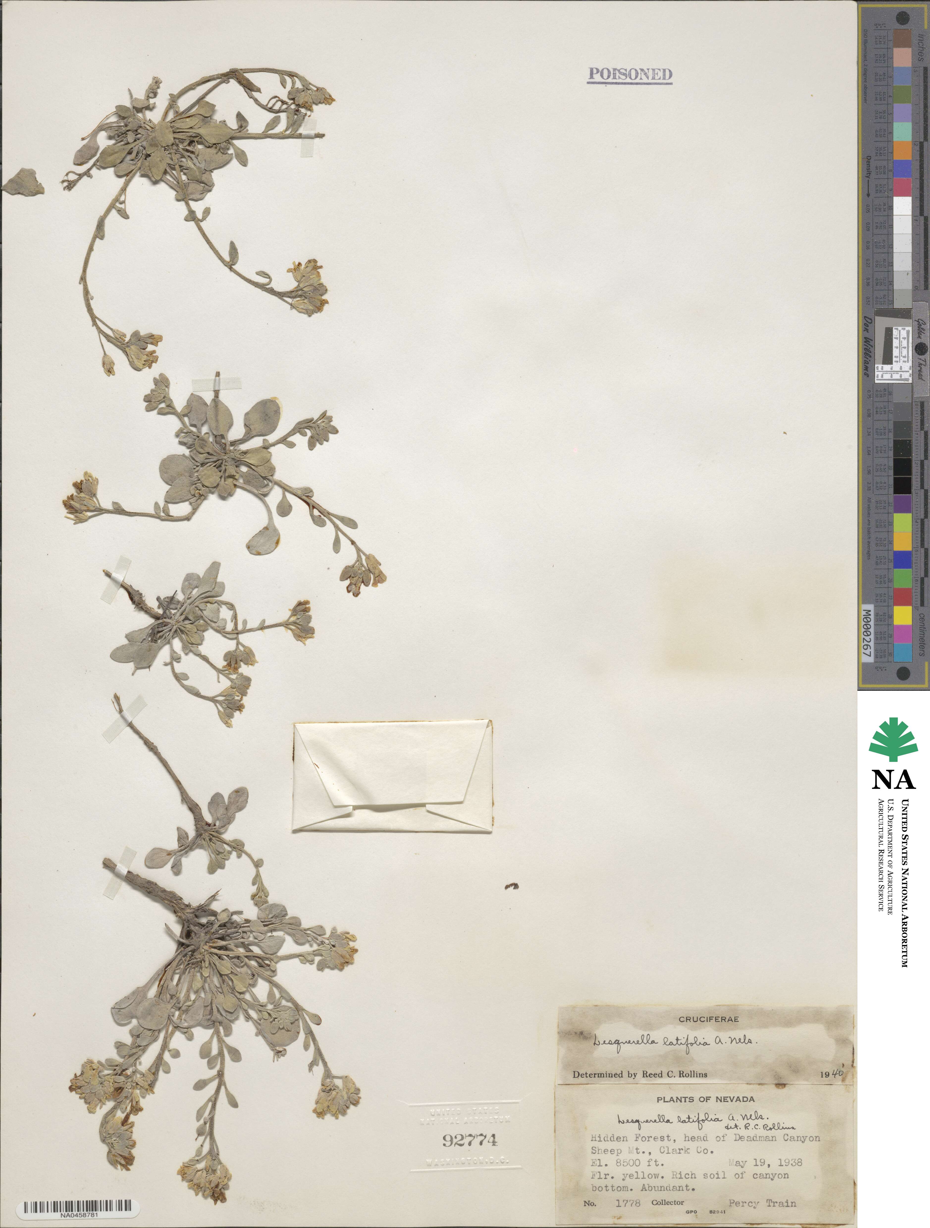 Lesquerella latifolia image