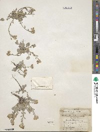 Lesquerella latifolia image
