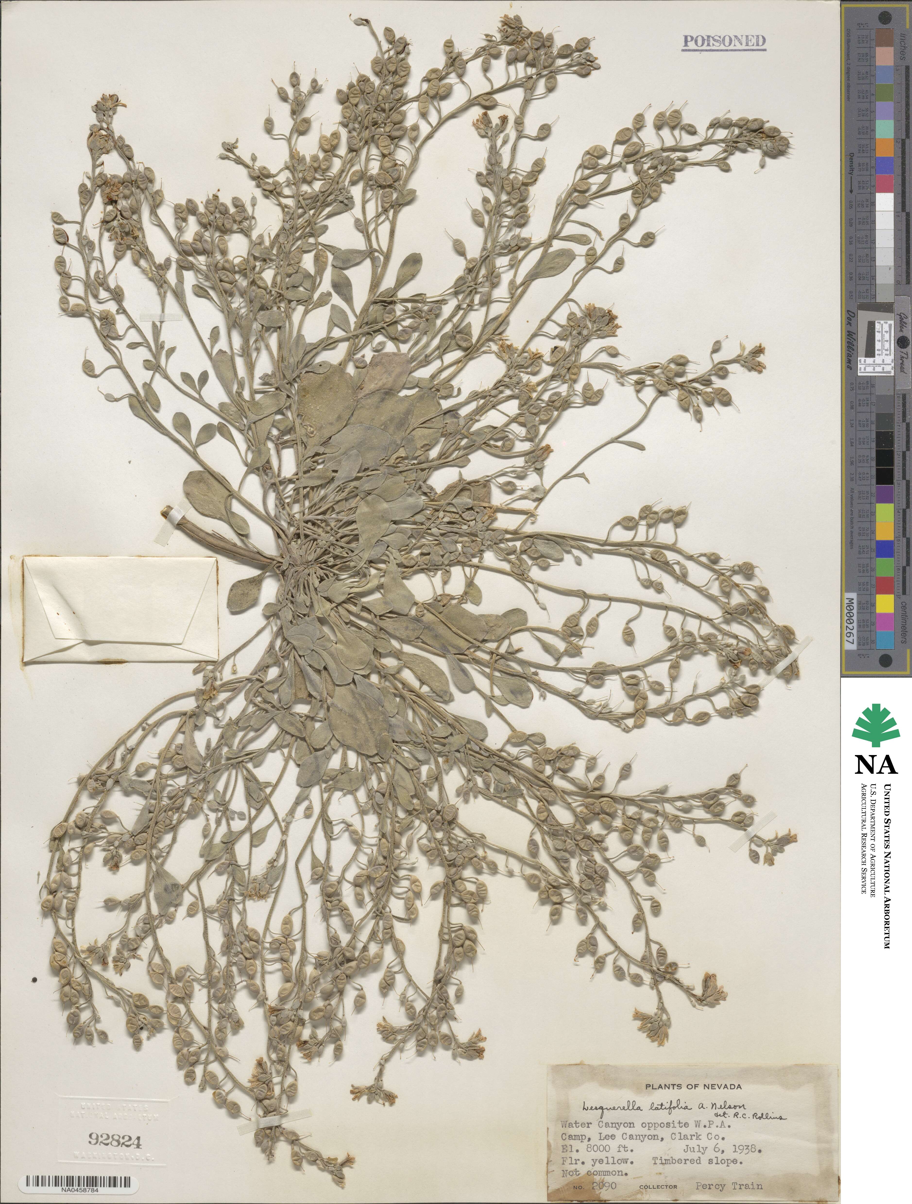 Lesquerella latifolia image