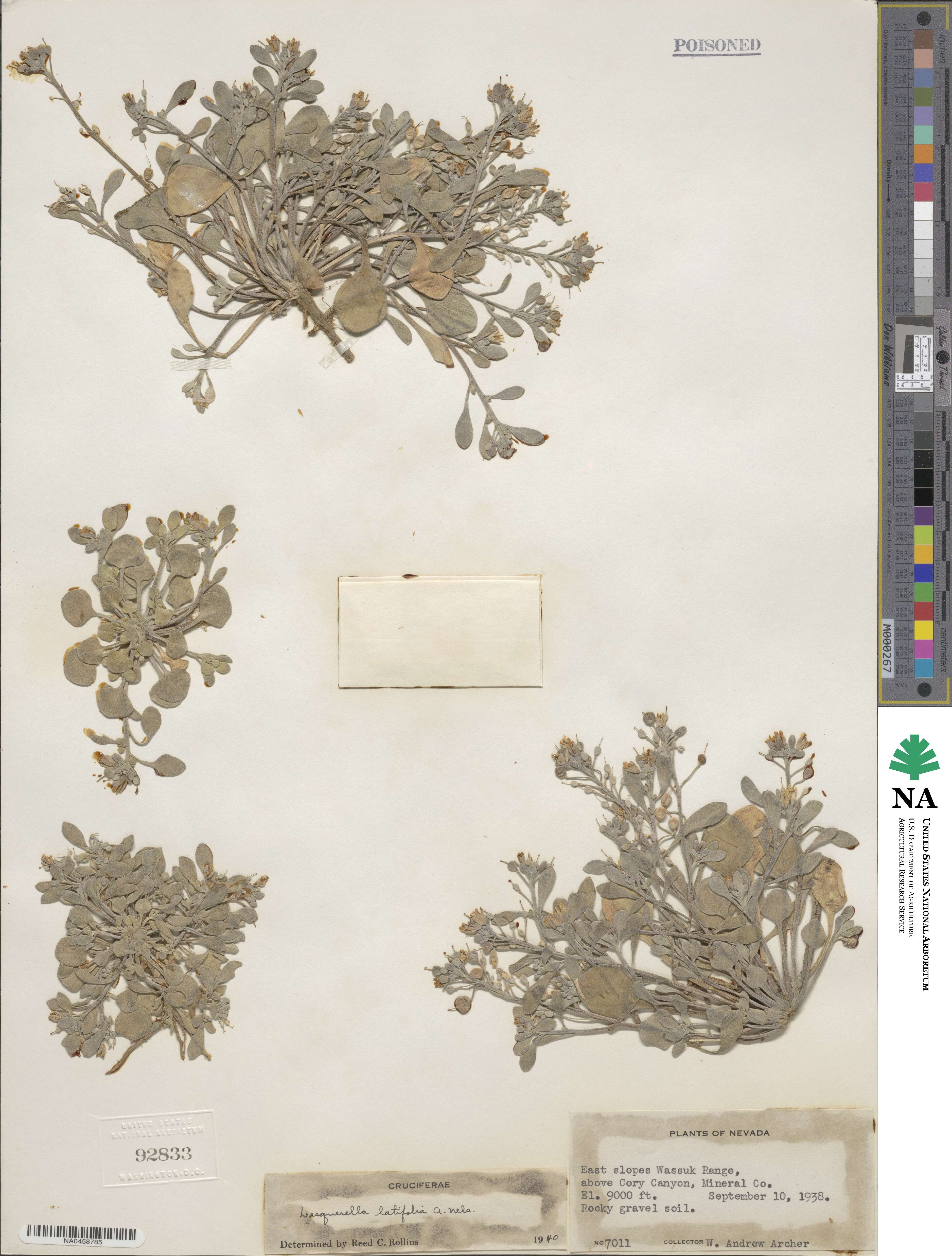 Lesquerella latifolia image