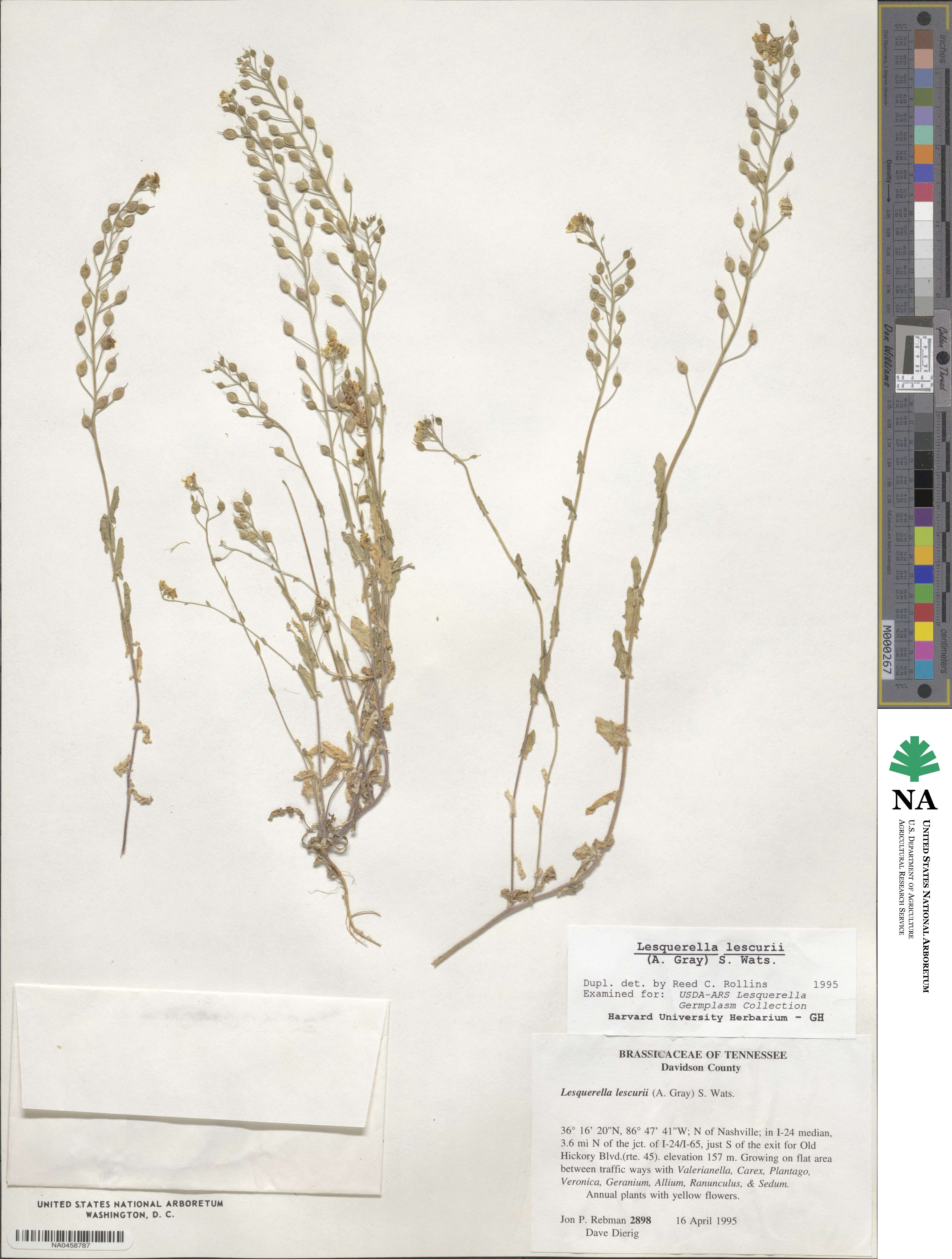 Paysonia lescurii image